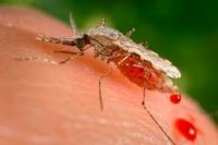nytt fågelvirus smittar via myggor